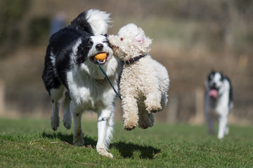 Miniature Poodle playing with working sheep dog border collie. Jumping, running and being happy playing fetch.