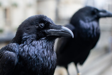 Tower of London Ravens