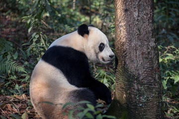 Fototapeta premium Panda Bear Sitting in the Forest of Bifengxia Panda Reserve in Ya'an Sichuan Province, China. Fluffy Panda 