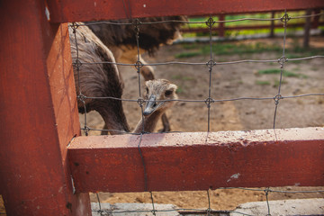 Ostrich close-up in a safari park