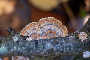 Turkey tail mushroom (Trametes versicolor) growing on a breanch