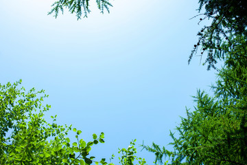 Obraz premium 森・緑・夏・エコロジー