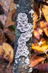Split gills polypore mushrooms (Schizophyllum commune) growing on a branch