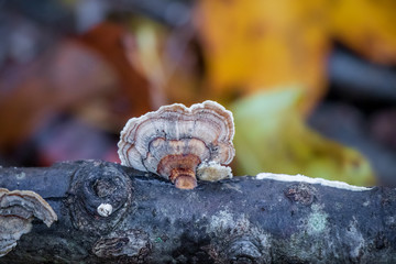 Turkey tail mushroom (Trametes versicolor) growing on a breanch