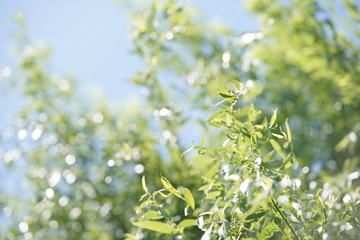 森・緑・夏・エコロジー