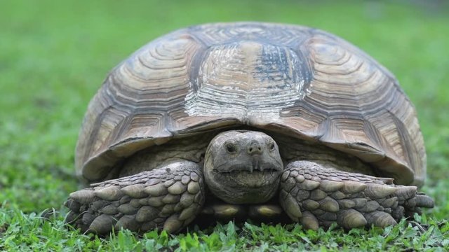 Slow motion of giant turtle on green grass moving their head and eyes. 
