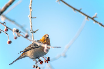 a large wild bird sits on a snowy branch in winter against a blue sky