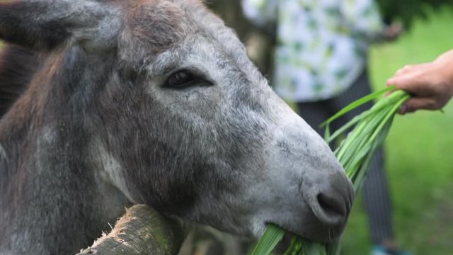 Slow motion of roguish donkey pull grass from hand of tourist in zoo.