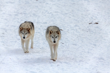  Grey wolf (Canis lupus)  also known in north america as Timber wolf in winter.