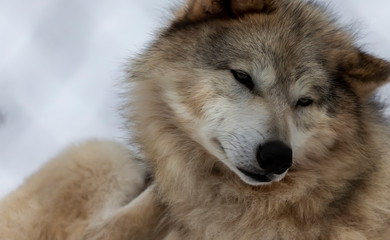 Obraz premium Grey wolf (Canis lupus) also known in north america as Timber wolf in winter.
