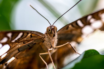 Parthenos silver clipper butterfly looking directly ahead