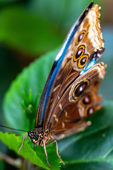 Owl butterfly with wings closed