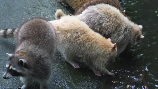 Slow motion cute raccoons waiting tourist to feed them some food in the zoo. 