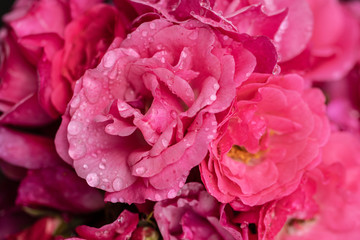 Pink roses with water droplets