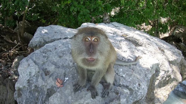 wild crab eating macaque on Monkey Island near Phi Phi Thailand