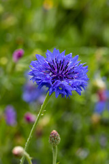 Obraz premium Cornflower