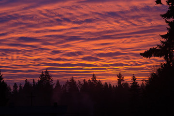 Orange sunrise sky with puffy clouds framed by trees