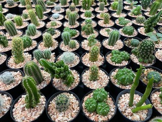 Group of​ green cactus​ plant pot in the farm in Thailand