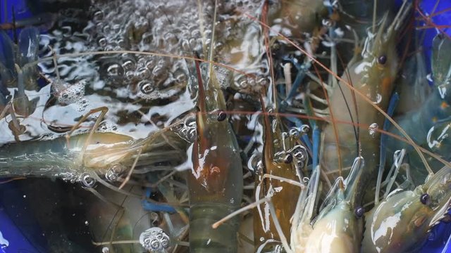Fresh live tiger prawn in a blue tub in market.