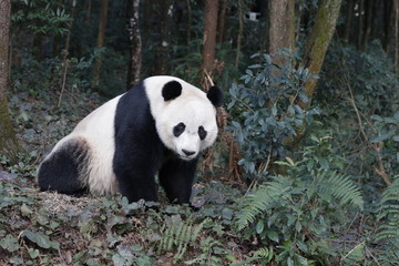 Obraz na płótnie Canvas American Born Female Panda, Bei Bei, is Eating Bamboo Leaves