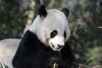 Fototapeta premium American Born Female Panda, Bei Bei, is Eating Bamboo Leaves