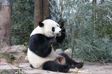 Obraz na płótnie Canvas American Born Female Panda, Bei Bei, is Eating Bamboo Leaves