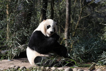 American Born Female Panda, Bei Bei, Bifengxia, China