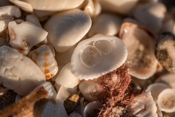 shells on the beach