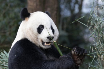 Obraz premium American Born Female Panda, Bei Bei, Bifengxia, China