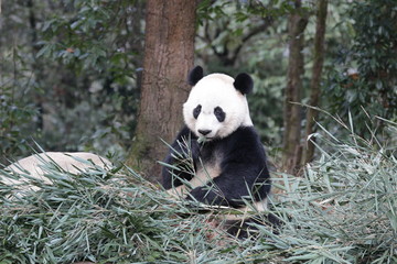 American Born Female Panda, Bei Bei, Bifengxia, China