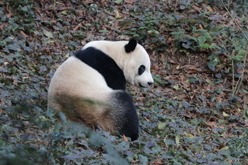 Fototapeta premium American Born Female Panda, Bei Bei, is Eating Bamboo Leaves