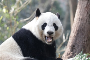 Obraz premium American Born Female Panda, Bei Bei, Bifengxia , China