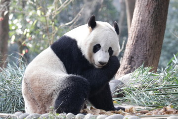 American Born Female Panda, Bei Bei, Bifengxia , China
