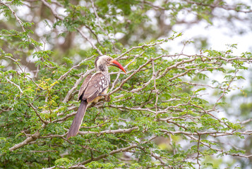 A southern red-billed hornbill isolated in a thorn tree in the Kruger National Park in South Africa image in horizontal format © Richard