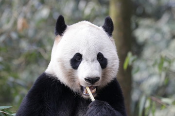 American Born female Panda, Bei Bei, Bifengxia, China