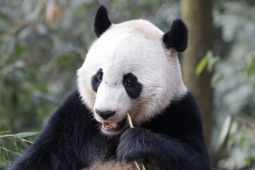 American Born female Panda, Bei Bei, Bifengxia, China
