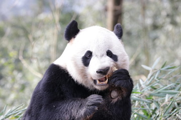 American Born Panda, Bei Bei, Eating Bamboo Biscuit, Bifengxia, China