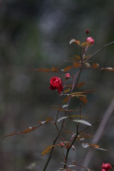 Close up red Wild Rose Flower in the Valley