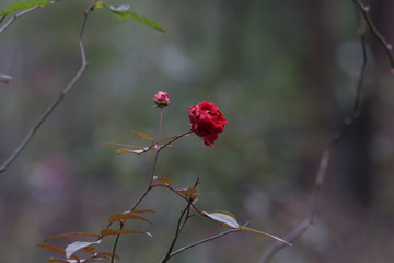 Close up red Wild Rose Flower in the Valley