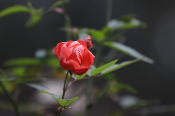 Close up red Wild Rose Flower in the Valley