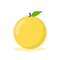 vector illustration of fresh orange