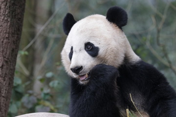 Fototapeta premium American Born Panda, Bei Bei, is Enjoying eating bamboo, China