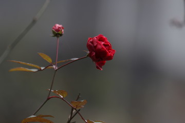 Fototapeta na wymiar Close up Red Wild Rose in Spring
