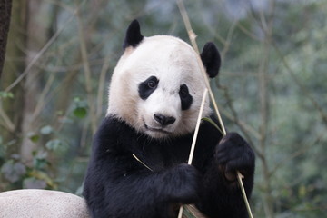 Fototapeta premium American Born Panda, Bei Bei, is Enjoying eating bamboo, China