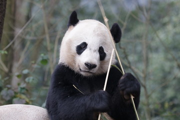 American Born Panda, Bei Bei, is Enjoying eating bamboo, China