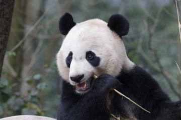 Obraz premium American Born Panda, Bei Bei, is Enjoying eating bamboo, China