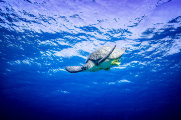 Grüne Schildkröte taucht im Roten Meer ab
