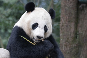Obraz premium American Born Panda, Bei Bei, is Enjoying eating bamboo, China