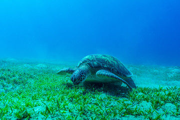 Grüne Meeresschildkröte auf der Seegrasswiese von Abu Dabab im Roten Meer