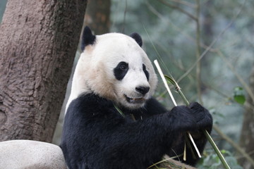 Fototapeta premium Close up American Born Female Panda, Bei bei, Bifengxia, China